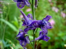 Delphinium Exaltatum